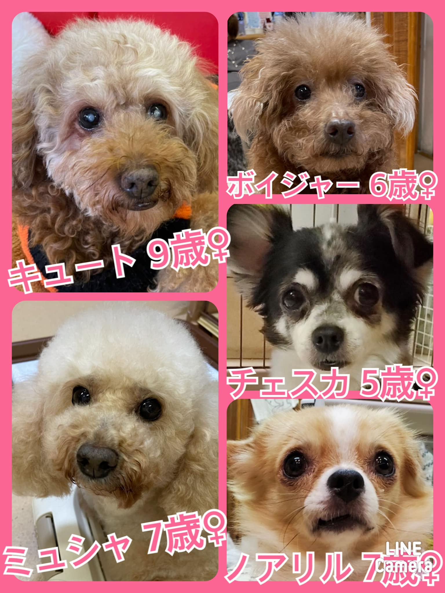 🐾今日の里親様募集中ワンコ🐶メンバーです🐾2021,11,25